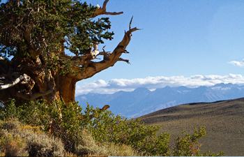 Bristlecone pine.