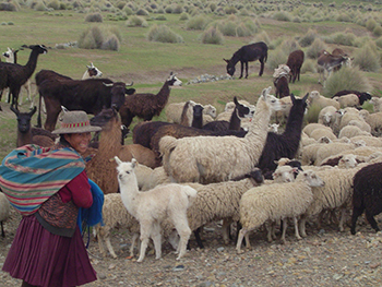 Dean Conger, Herding Sheep