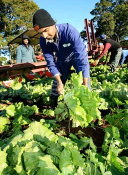 Immigrant lettuce picker.