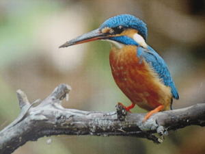 Kingfisher bird.