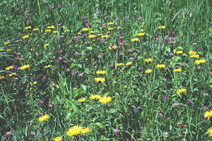 Wild meadow flowers.