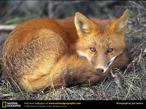 Red fox.