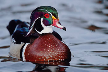 Wood duck drake.