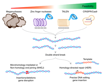 Genome editing.