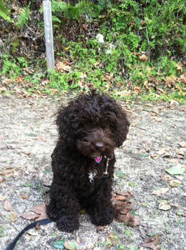 Photo of the author's dog.